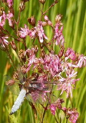 lychnis fleur de coucou et libellule